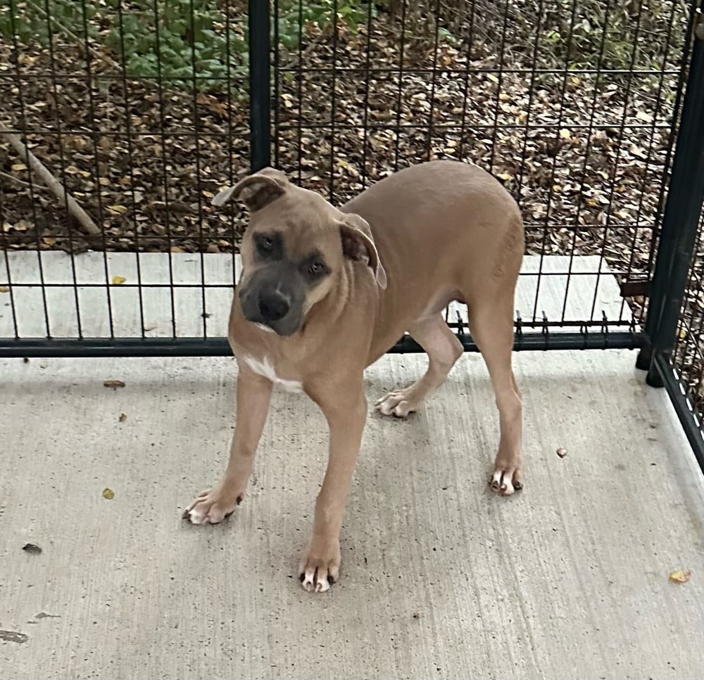Photo of Lily, adoptable Pitbull in Oak Bluffs, Massachusetts