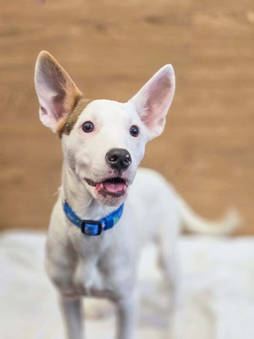 Photo of Stella Goldie, adoptable American Pit Bull Terrier in Sandy, Utah