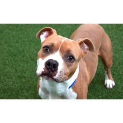 Photo of Buddy, adoptable Boxer American Staffordshire Terrier in Ft Lauderdale, Florida