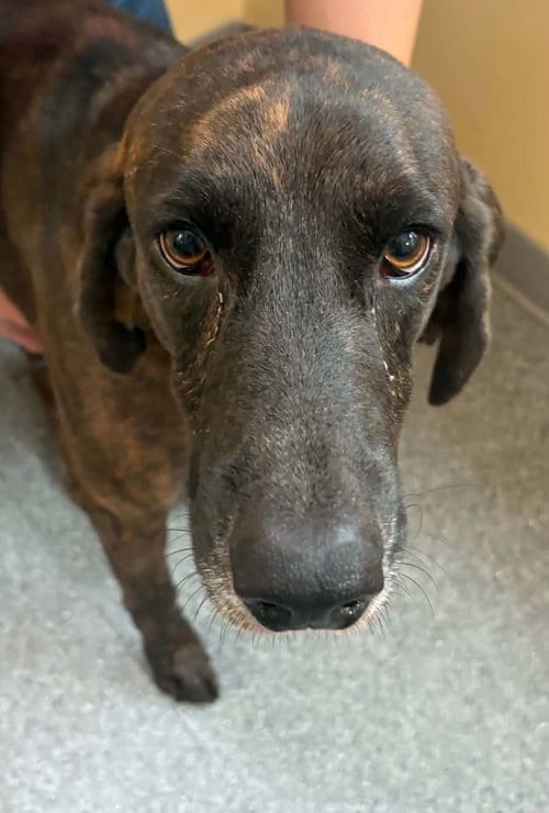 Photo of Hank, adoptable Plott Hound in Low Moor, Virginia