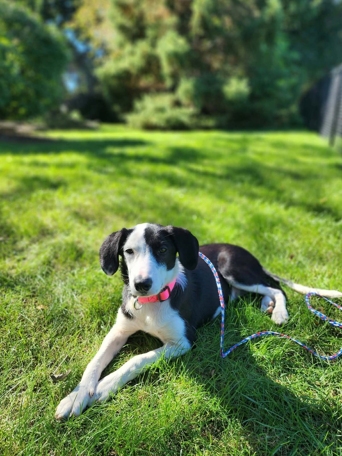 Photo of Buffy, adoptable dog in Wisconsin