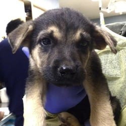 Photo of Rain, adoptable German Shepherd Dog in Jurupa Valley, California