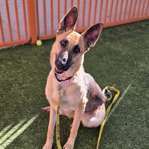 Photo of Precious, adoptable German Shepherd Dog in Las Vegas, Nevada