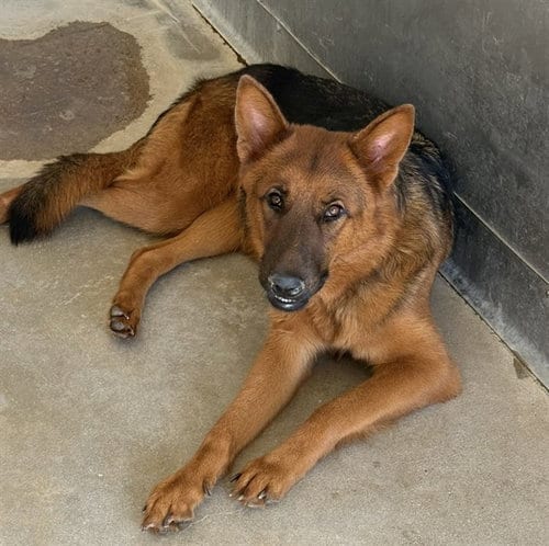 Photo of Rachel, adoptable German Shepherd Dog in San Bernardino, California