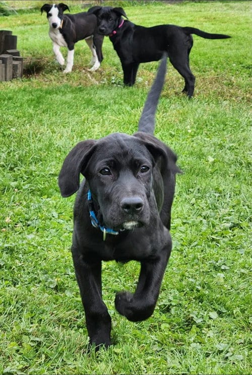 Photo of Lance, adoptable Labrador Retriever in Alexander, Arkansas