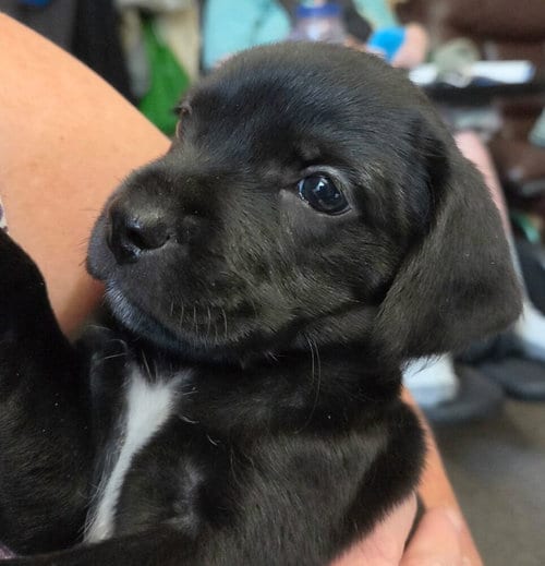Photo of Hershey, adoptable Terrier in St. Augustine, Florida