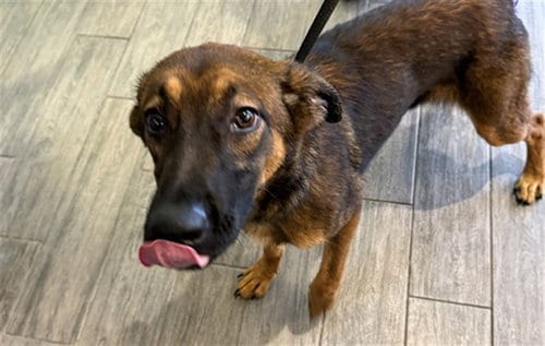 Photo of Stacey, adoptable German Shepherd Dog in Maryland, Missouri