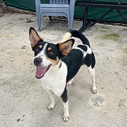 Photo of Flash, adoptable Rat Terrier in Baton Rouge, Louisiana