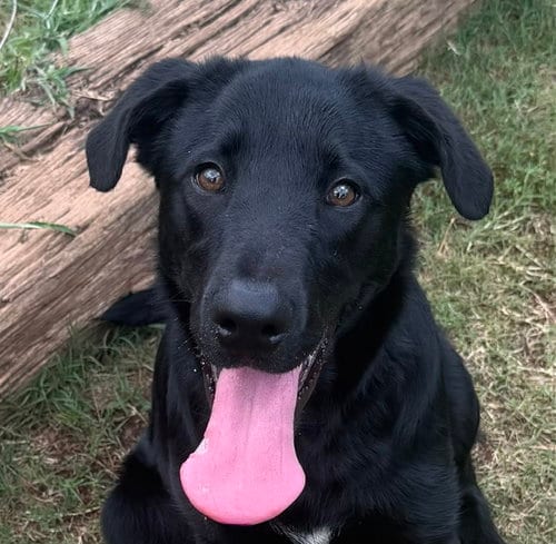Photo of Ollie, adoptable Labrador Retriever in Carrollton, Georgia