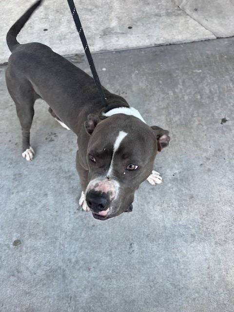 Photo of Rocky, adoptable American Bulldog in Miami, Florida