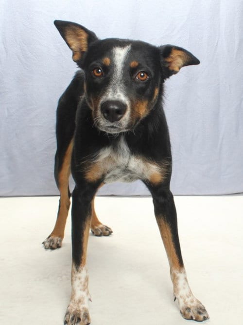 Photo of Maggie, adoptable Australian Cattle Dog/Blue Heeler in Burbank, California