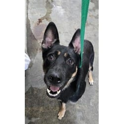 Photo of Leo, adoptable German Shepherd Dog in San Bernardino, California