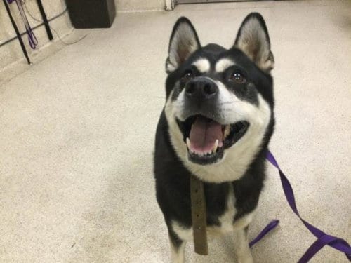 Photo of Daisy, adoptable Siberian Husky in Riverside, California