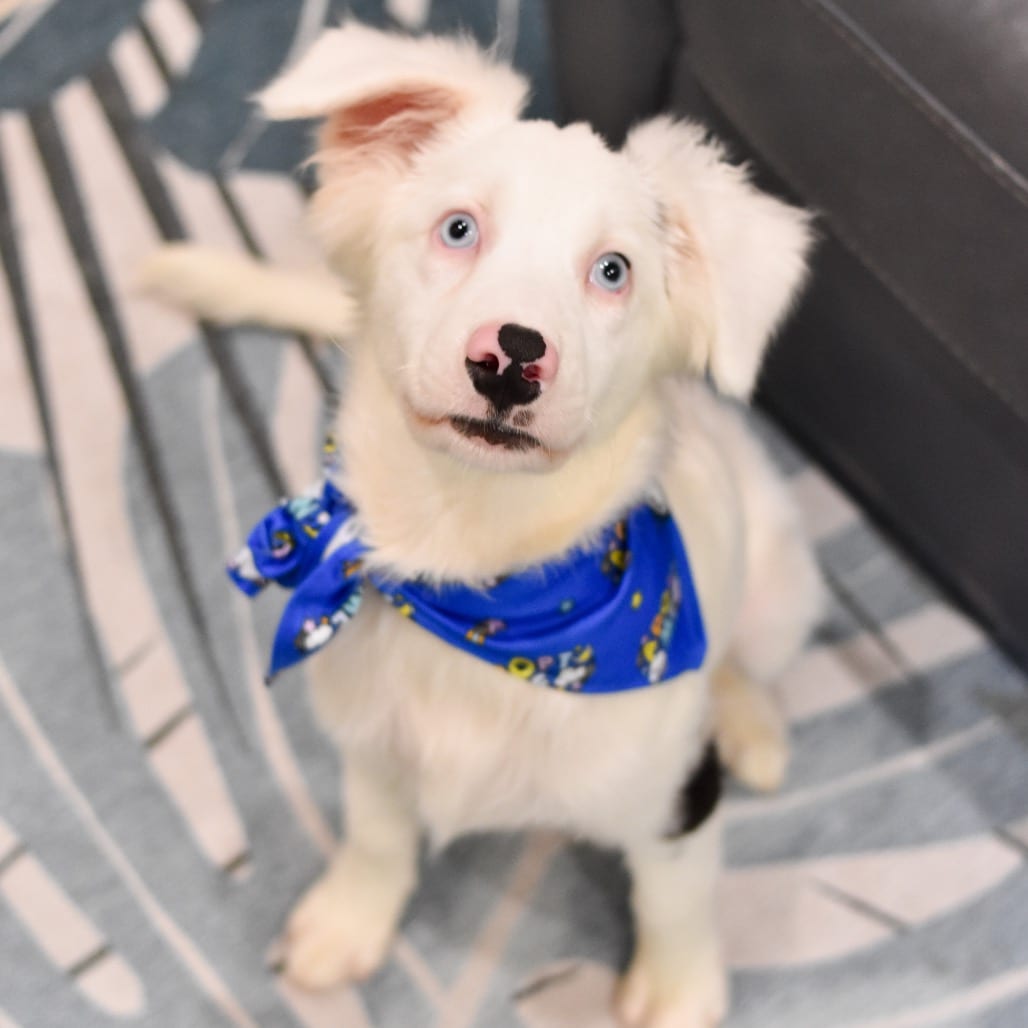 Photo of Wilbur, adoptable Mixed Breed (Medium)