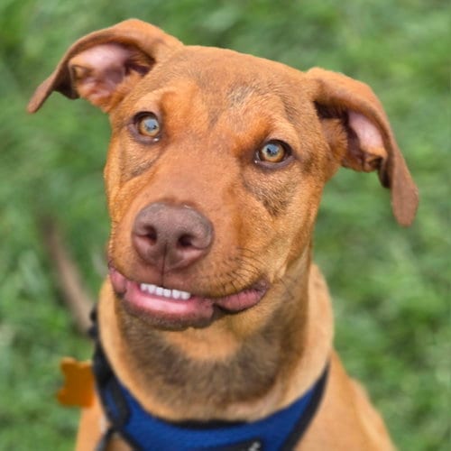 Photo of Kori, adoptable Doberman Pinscher in Normal, Illinois