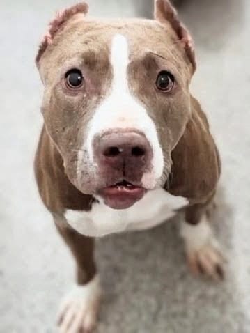 Photo of Amanda, adoptable Pit Bull Terrier in Houston, Texas