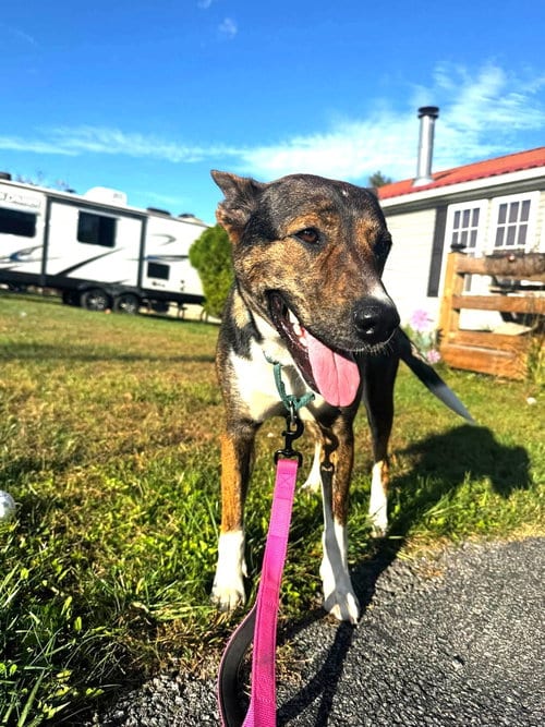 Photo of Lucy (3yo, 50ibs), adoptable Hound in Hinton, West Virginia