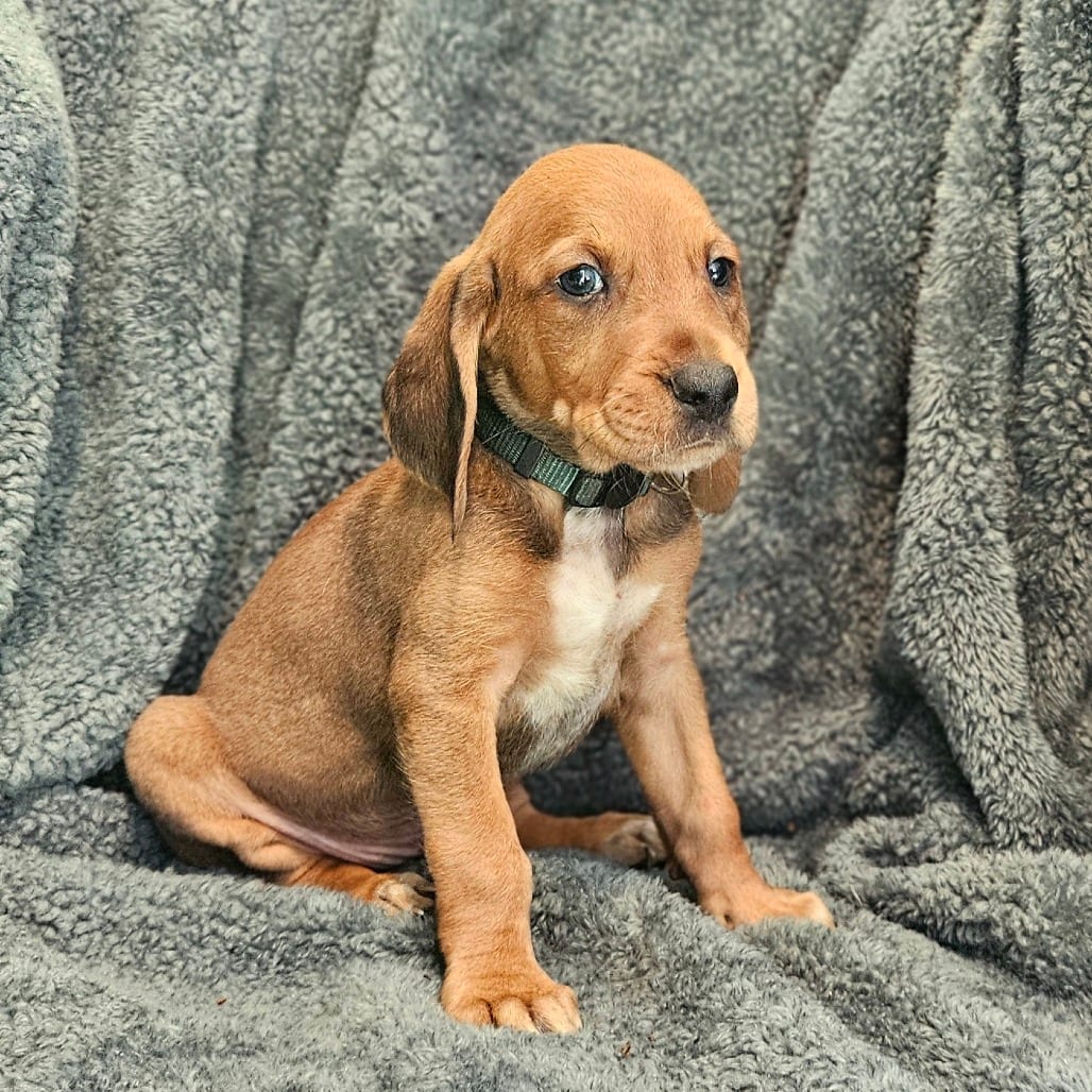 Photo of Rebecca Pup - Petrucio, adoptable Hound, Plott / Hound in Fairfax Station, Virginia