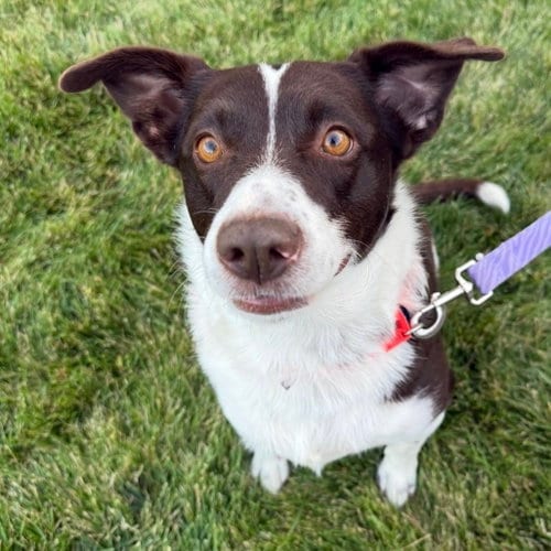 Photo of Silly Rabbit, adoptable Border Collie in Fargo, North Dakota