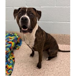Photo of Oreo Mcflurry, adoptable American Pit Bull Terrier in Brighton, Colorado