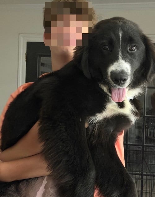 Photo of Delilah, adoptable Great Pyrenees in Mobile, Alabama