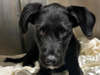Photo of Elderberry, adoptable dog in Georgetown, Texas