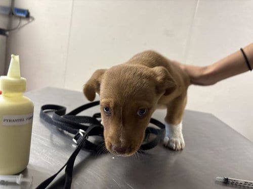 Photo of Starburst, adoptable German Shepherd Dog in Visalia, California