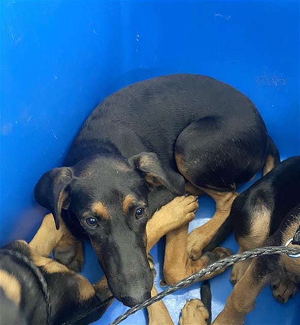 Photo of Brittany, adoptable Mixed Breed