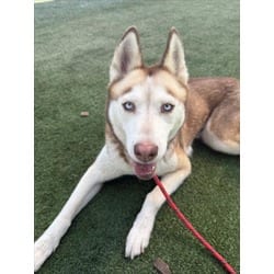 Photo of Blaize, adoptable Husky in Chatsworth, California