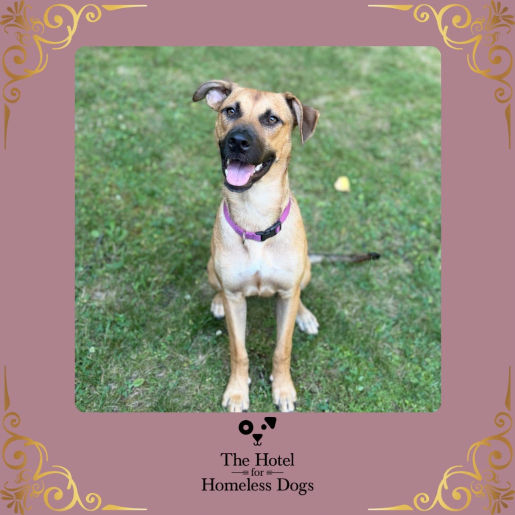 Photo of Freya, adoptable Shepherd in Cumberland, Rhode Island