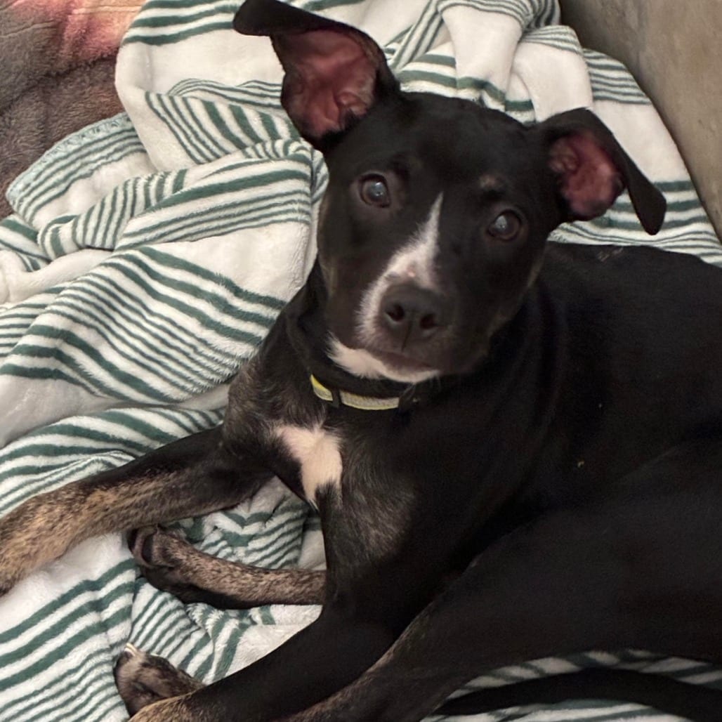 Photo of Mrs. Graham, adoptable Terrier, Pit Bull / Retriever, Labrador in South Elgin, Illinois