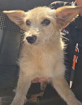 Photo of Amika, adoptable Chihuahua in Phoenix, Arizona