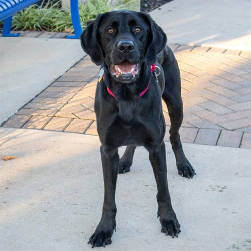 Photo of Alexander, adoptable Labrador Retriever in Maryland, Missouri