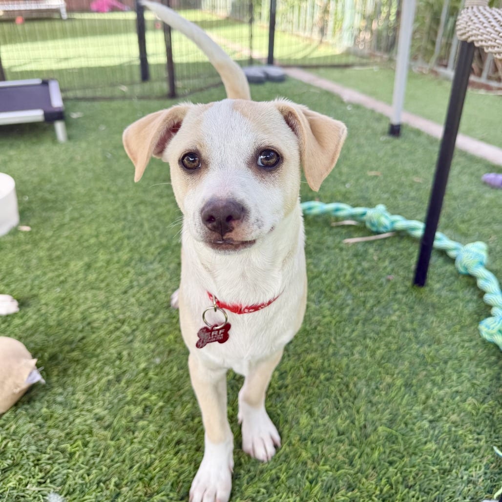 Photo of Marvin, adoptable Chihuahua in Agoura Hills, California