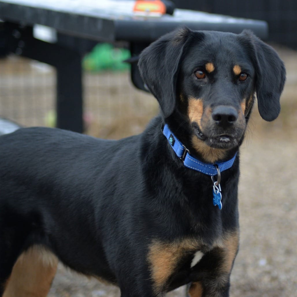 Photo of Kia, adoptable Coonhound / Shepherd in West Des Moines, Iowa