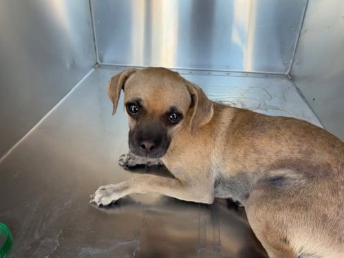 Photo of Danny, adoptable Chihuahua in Mesa, Arizona
