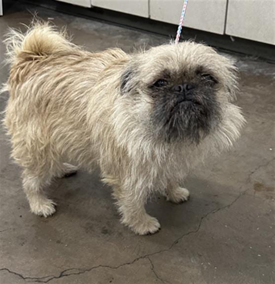 Photo of Gary, adoptable Mixed Breed