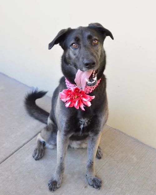 Photo of Athena, adoptable Unknown breed in McKinney, Texas