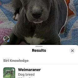 Photo of Fritz, adoptable Weimaraner Pit Bull Terrier in Kalamazoo, Michigan