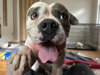 Photo of Walter, adoptable American Bulldog in St. Louis Park, Minnesota