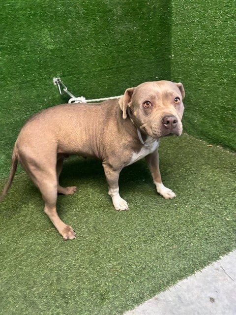 Photo of Mila, adoptable Pit Bull Terrier in Lancaster, California