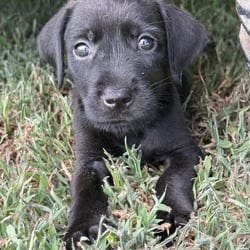Photo of Mickey, adoptable Labrador Retriever Weimaraner in Winchester, Virginia
