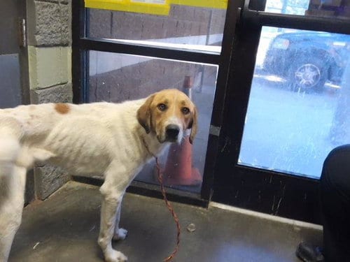 Photo of Cypress, adoptable Saint Bernard in Tulsa, Oklahoma