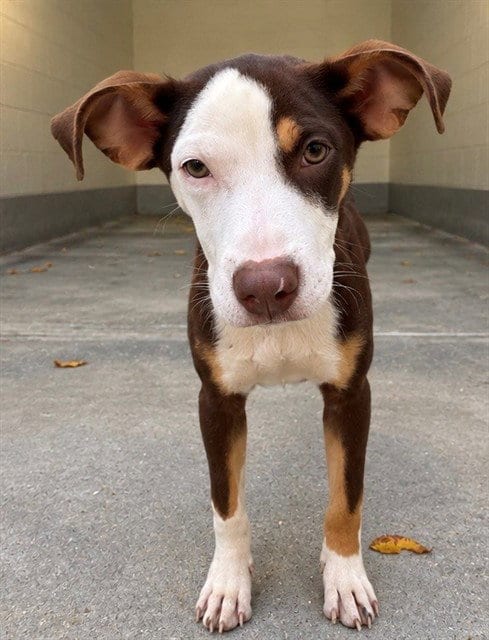 Photo of Ian, adoptable Labrador Retriever in Brewster, Massachusetts