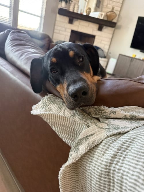 Photo of Bear, adoptable Bloodhound in McKinney, Texas