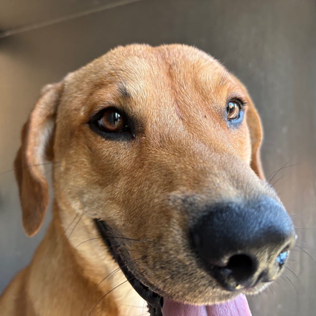 Photo of Alexander Hamilton, adoptable Ridgeback, Rhodesian in Brownsville, Texas