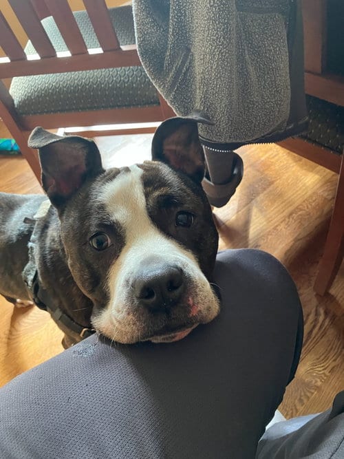 Photo of Nala, adoptable American Pit Bull Terrier in Newtown, Pennsylvania
