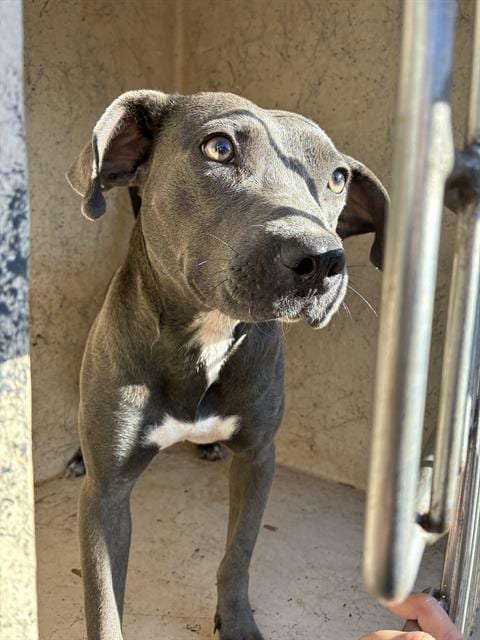 Photo of Tory, adoptable American Pit Bull Terrier in Oklahoma City, Oklahoma