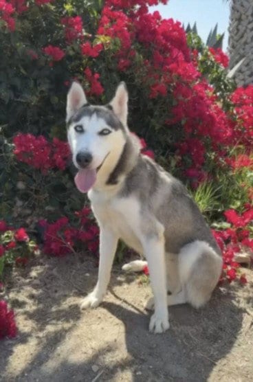 Photo of Obi, adoptable Siberian Husky in San Pedro, California