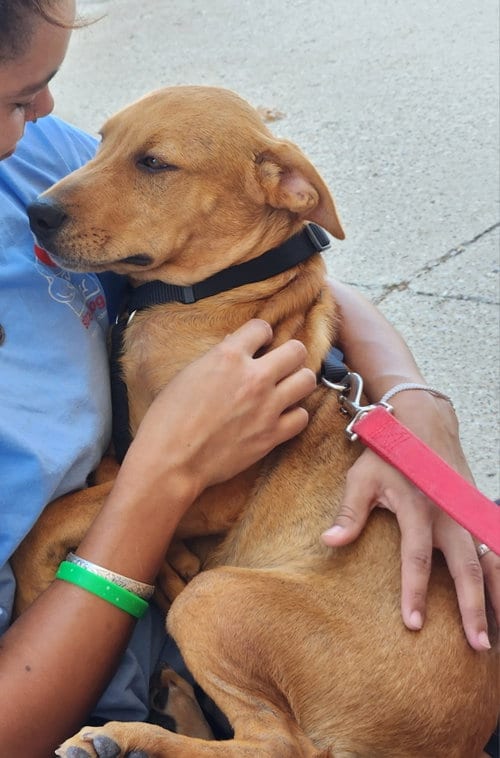 Photo of Churro, adoptable Labrador Retriever in Gun Barrel City, Texas